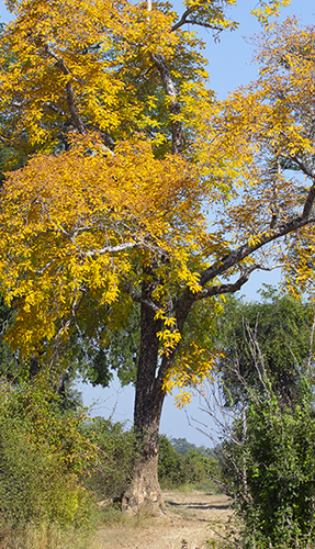tree